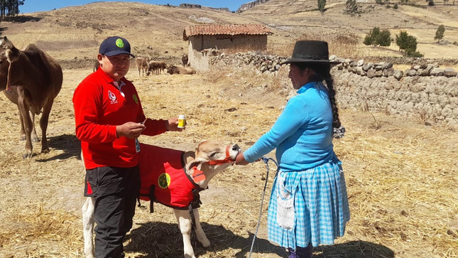 GORE Ayacucho logró el nacimiento de 240 becerros de alta calidad genética