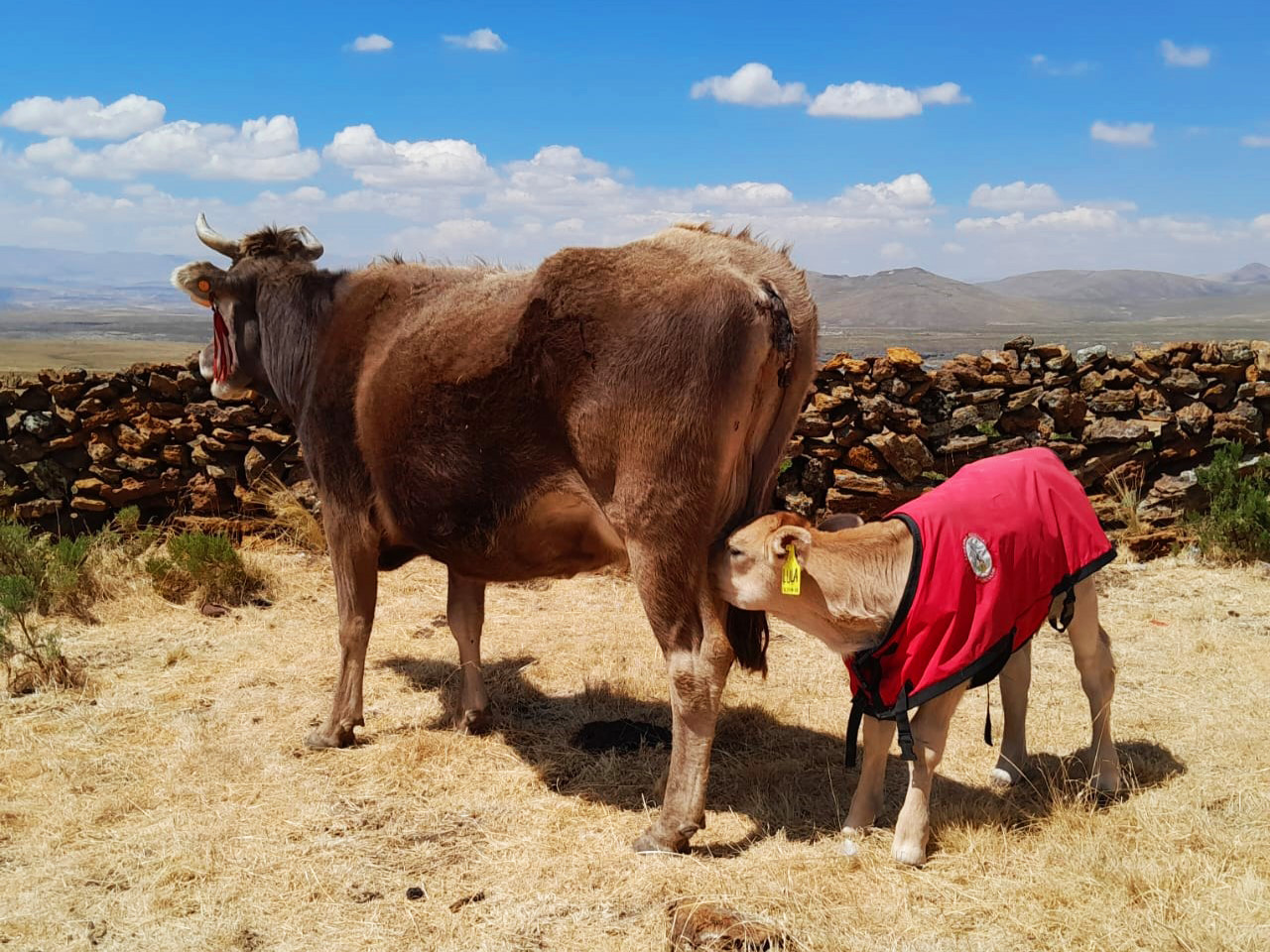GORE Ayacucho logró el nacimiento de 240 becerros de alta calidad genética