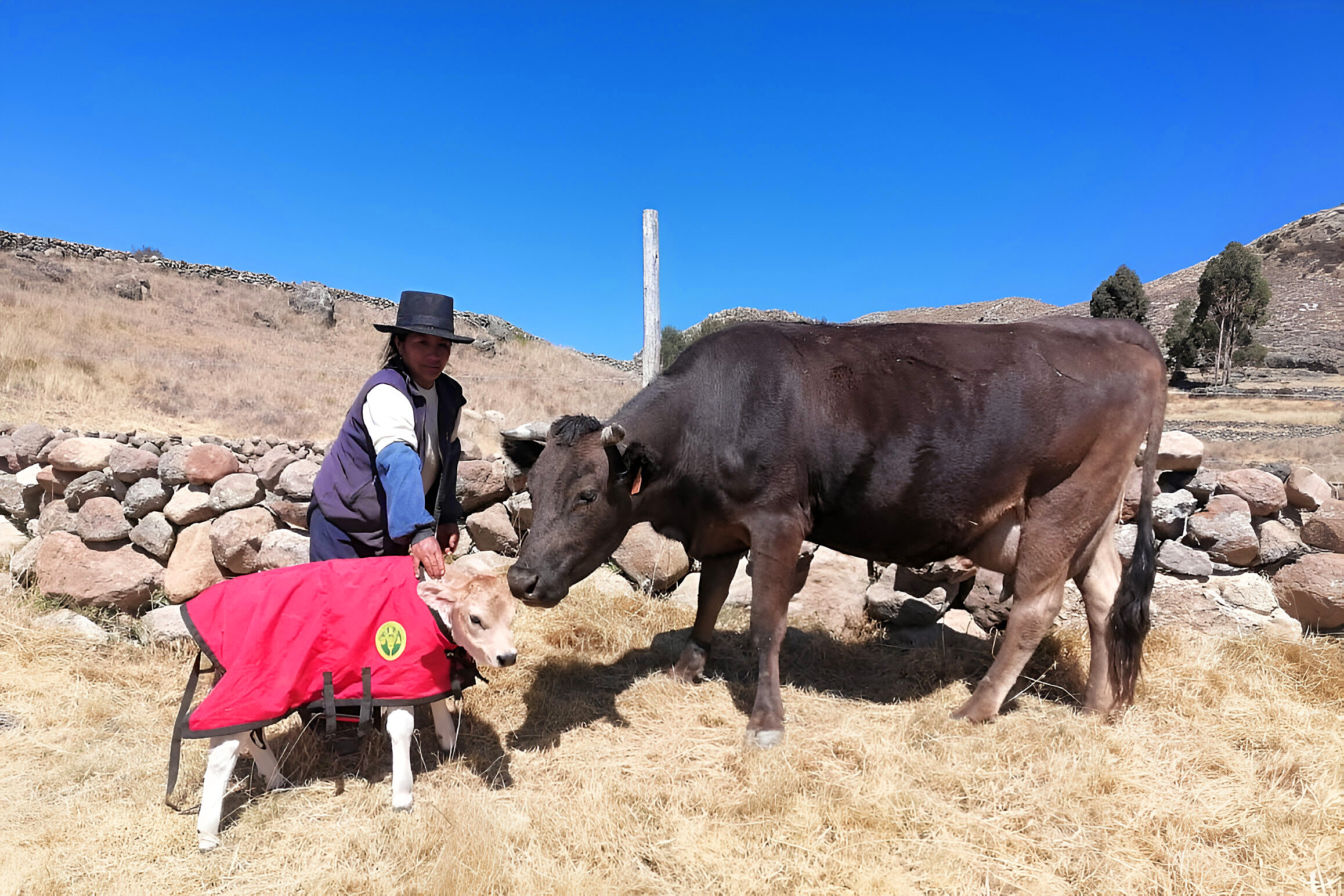 GORE Ayacucho logró el nacimiento de 240 becerros de alta calidad genética
