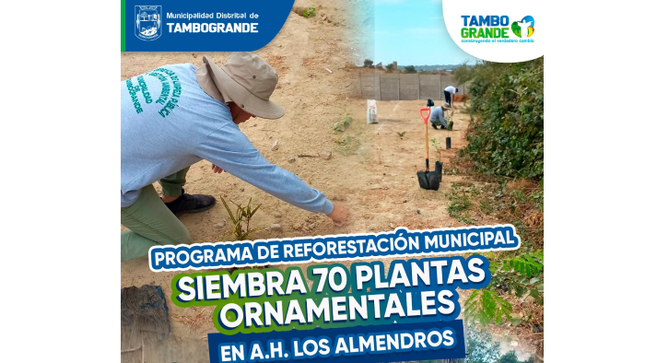 Programa de reforestacion municipal siembra 70 plantas ornamentales en a.h Los Almendros 