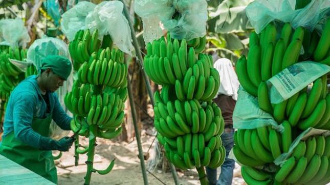 Elaborará un documento con la programación de intervenciones de las entidades involucradas mitigar presencia de Fusarium R4T.