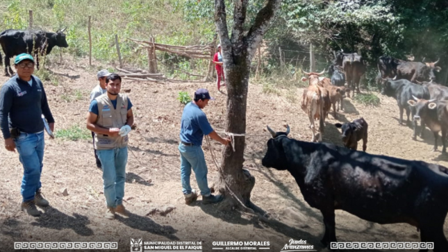 vacunación de ganado contra el carbunco sintomático 