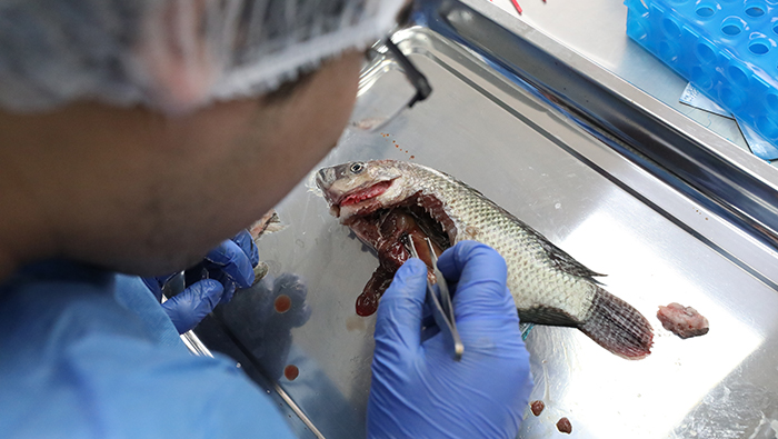 Sanipes capacita a 20 profesionales de Devida, Fondepes y Produce en toma de muestras para diagnosticar enfermedades infecciosas en peces
