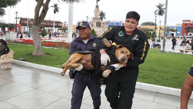 Draco, perro de la Plaza de Armas recibe ayuda de la municipalidad