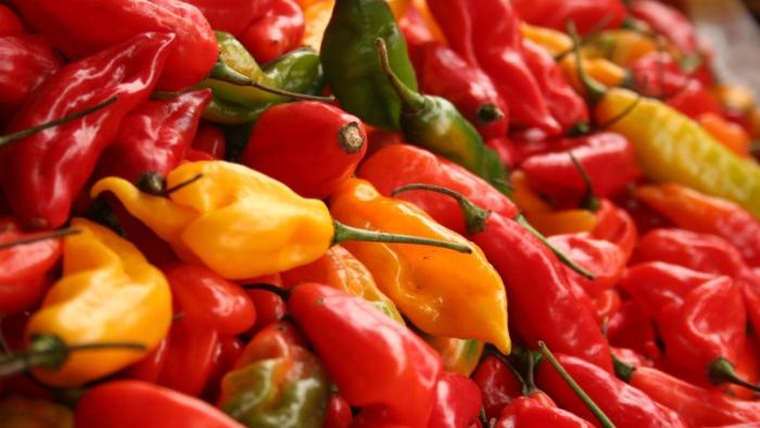 Más de 11 mil productores de agrarios se dedican al cultivo de ajíes, pimientos y rocotos, y conducen alrededor de 14 mil hectáreas.