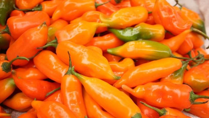 Más de 11 mil productores de agrarios se dedican al cultivo de ajíes, pimientos y rocotos, y conducen alrededor de 14 mil hectáreas.