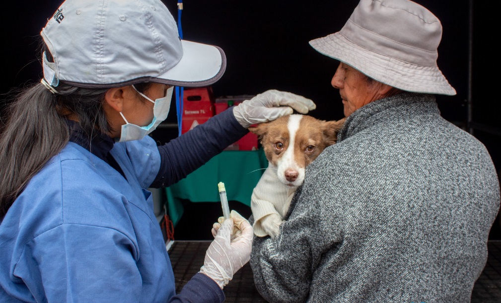 Más de 320 perros y gatos vacunados en exitosa campaña antirrábica en el Óvalo Dante Nava