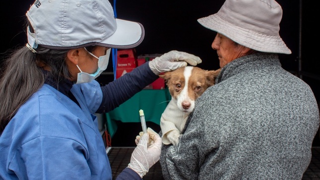 Más de 320 perros y gatos vacunados en exitosa campaña antirrábica en el Óvalo Dante Nava