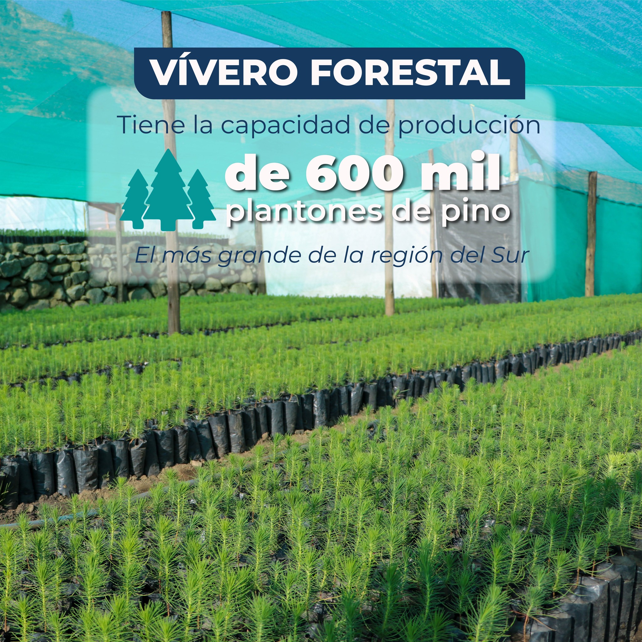 Fotograf铆a del vivero Forestal de la Mancomunidad Regional de Los Andes.