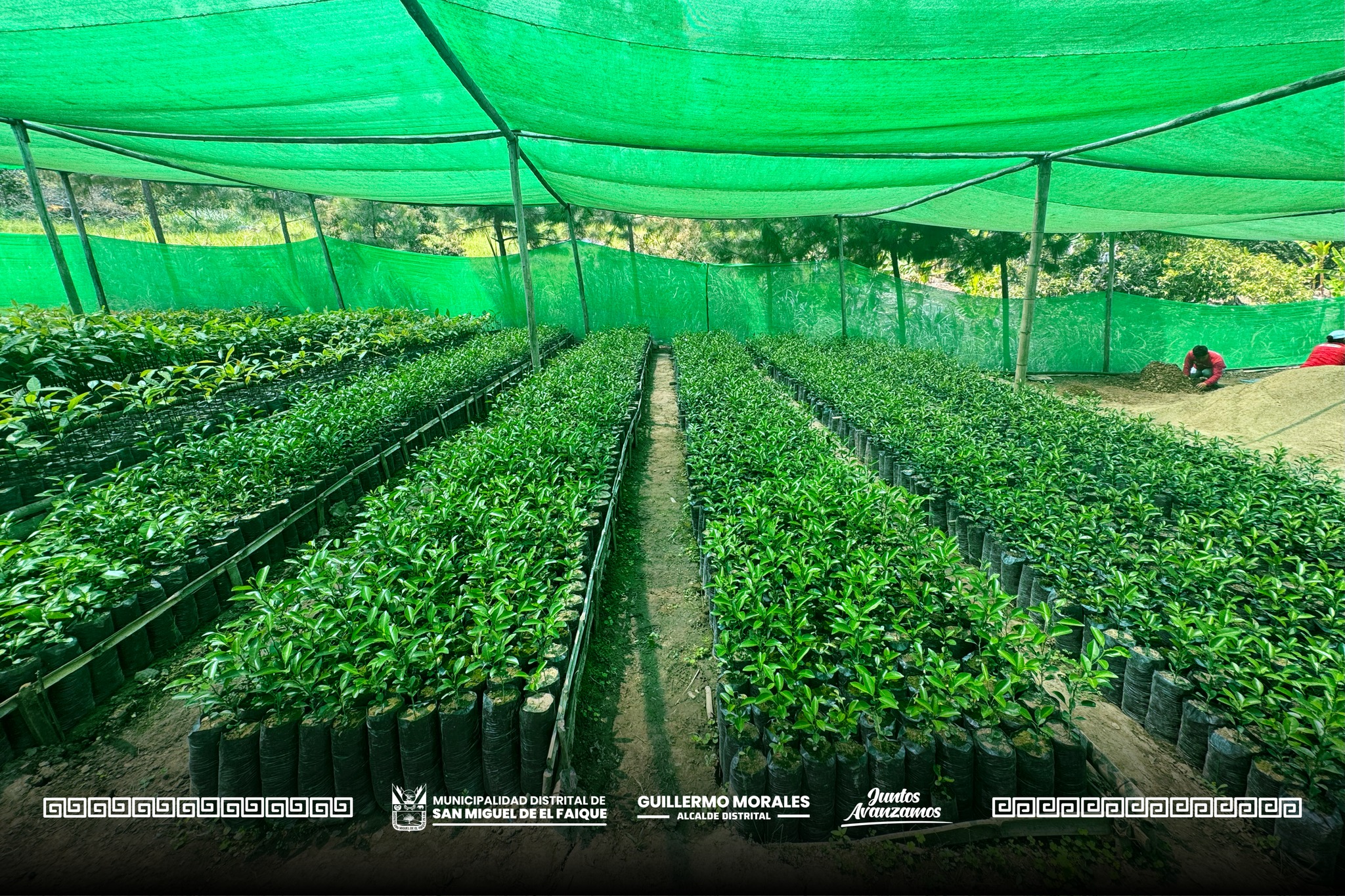 plan de mejoras en el vivero municipal