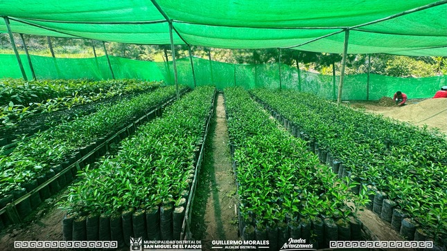 plan de mejoras en el vivero municipal