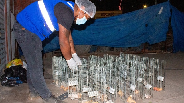 Realizan campaña de control de roedores en la plataforma de artesanos del puerto muelle