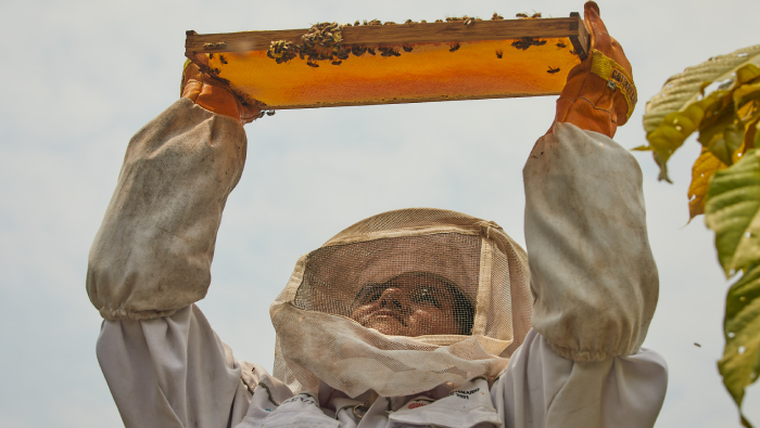 Vraem: Más de 250 apicultores diversifican su economía con la producción de miel de abeja