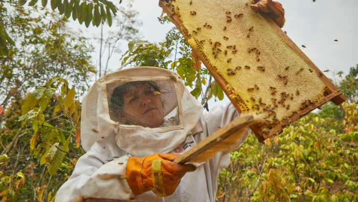 Vraem: Más de 250 apicultores diversifican su economía con la producción de miel de abeja