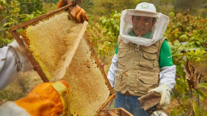 Vraem: Más de 250 apicultores diversifican su economía con la producción de miel de abeja