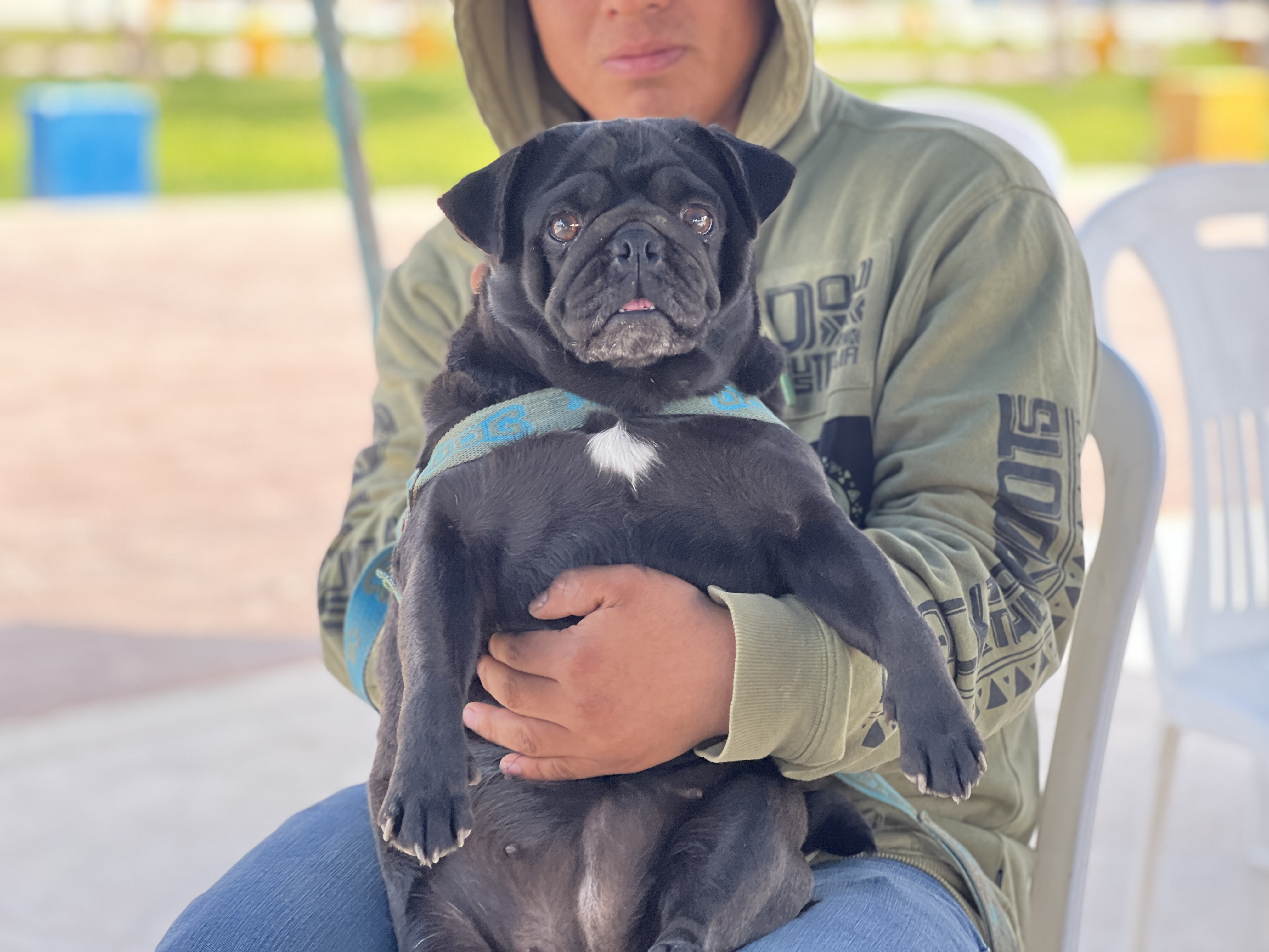 ‘IV Campaña Veterinaria Gratuita 2024’: Municipalidad a favor del bienestar y protección de las mascotas.