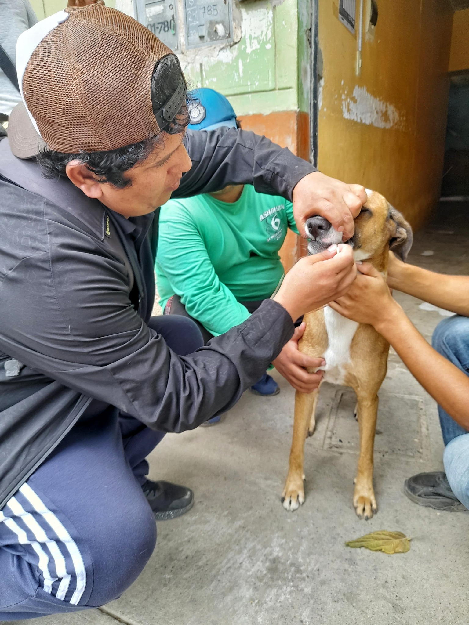Inscripción y entrega de carnet de identificación de mascotas