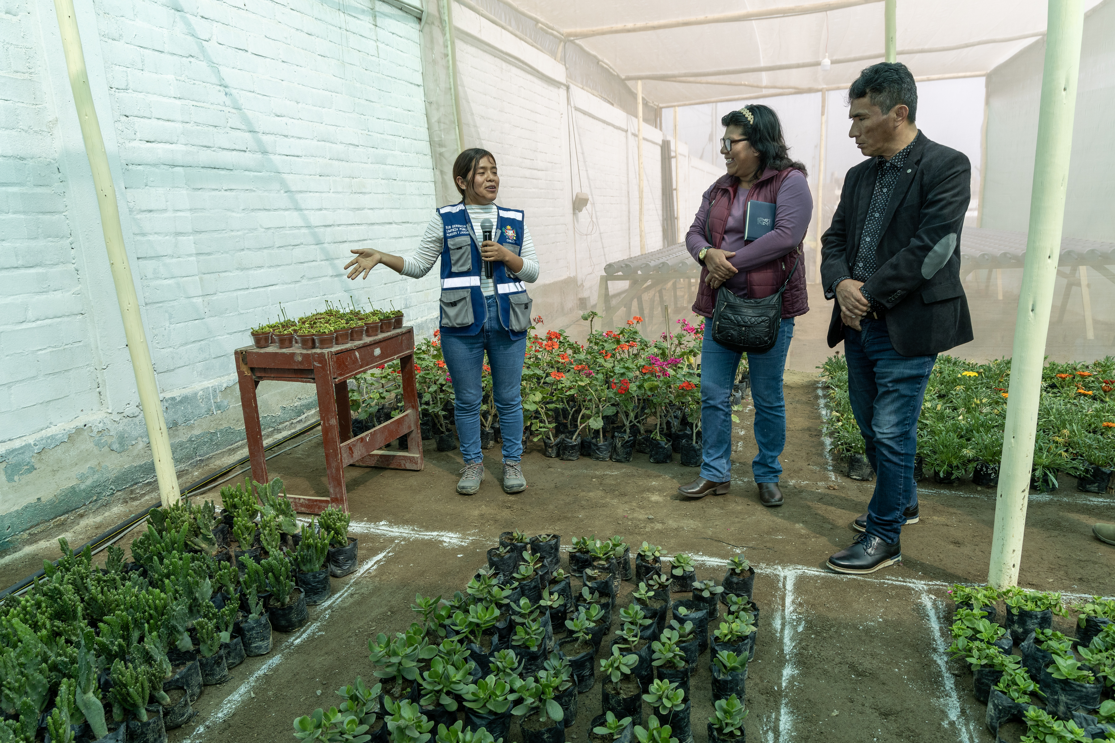 Municipalidad Distrital de Chilca inaugura ‘Vivero Municipal’ para fomentar el desarrollo sostenible y ambiental.