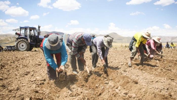 Gobierno indemniza a más de 100 mil productores agrarios por más de S/ 35 millones durante la campaña 2023 – 2024