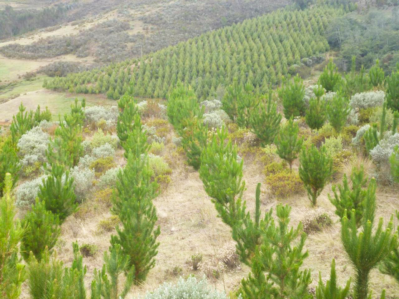 AGRO RURAL