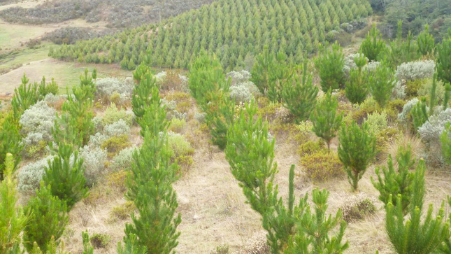 AGRO RURAL