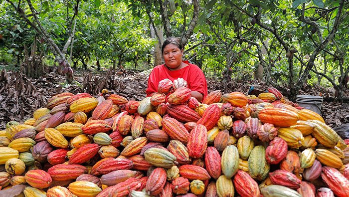VRAEM CACAO PRODUCCION