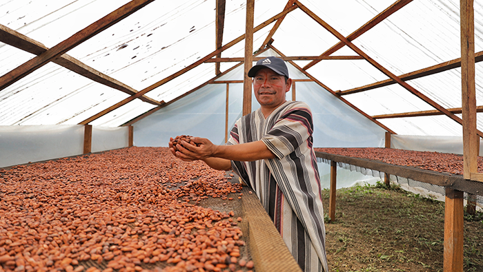 VRAEM CACAO PRODUCCION