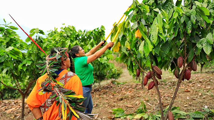 VRAEM CACAO PRODUCCION