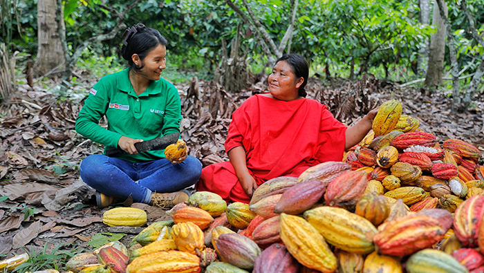 VRAEM CACAO PRODUCCION