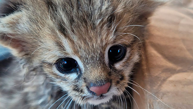 gato pajonal