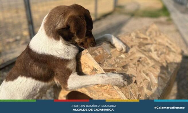 ๐ ๐ถLa Gerencia de Turismo y Cultura de la MPC y la Productora Bamboo Pictures han entregado mรณdulos para alojamiento canino, las mismas que quedan en custodia del Canil Municipal, en coordinaciรณn con la Asociaciรณn de Activistas - Animalistas Unidos Cajamarca. ๐
ยกHacemos un llamado a la tenencia responsable de canes! ๐โค๏ธ La sobrepoblaciรณn de estos animales en Cajamarca es un desafรญo que podemos enfrentar juntos. ยกCuidemos a nuestros amigos de cuatro patas! ๐พ
Esto fue posible gracias a la proyecciรณn de la pelรญcula โVaguitoโ, una producciรณn cinematogrรกfica nacional, en la Colina Santa Apolonia. ๐ฌ๐ต๐ช
ยกAdopta y cambia una vida! Los perros del Canil Municipal estรกn esperando un hogar lleno de amor. ๐กโค๏ธ