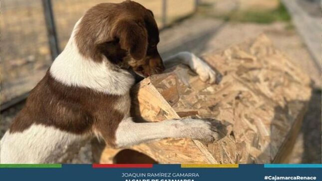 🏠🐶La Gerencia de Turismo y Cultura de la MPC y la Productora Bamboo Pictures han entregado módulos para alojamiento canino, las mismas que quedan en custodia del Canil Municipal, en coordinación con la Asociación de Activistas - Animalistas Unidos Cajamarca.  🙌
¡Hacemos un llamado a la tenencia responsable de canes! 🐕❤️ La sobrepoblación de estos animales en Cajamarca es un desafío que podemos enfrentar juntos. ¡Cuidemos a nuestros amigos de cuatro patas! 🐾
Esto fue posible gracias a la proyección de la película “Vaguito”, una producción cinematográfica nacional, en la Colina Santa Apolonia. 🎬🇵🇪
¡Adopta y cambia una vida! Los perros del Canil Municipal están esperando un hogar lleno de amor. 🏡❤️