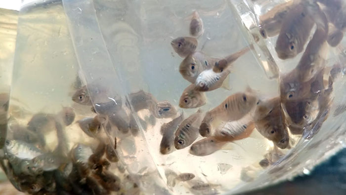 IQUITOS PECES
