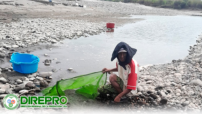 Repoblamiento de juveniles de camarón en el Río Pisco - Sector San Clemente