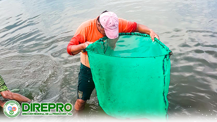 Repoblamiento de juveniles de camarón en el Río Pisco - Sector San Clemente