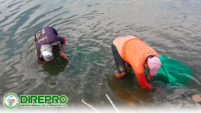 Repoblamiento de juveniles de camarón en el Río Pisco - Sector San Clemente