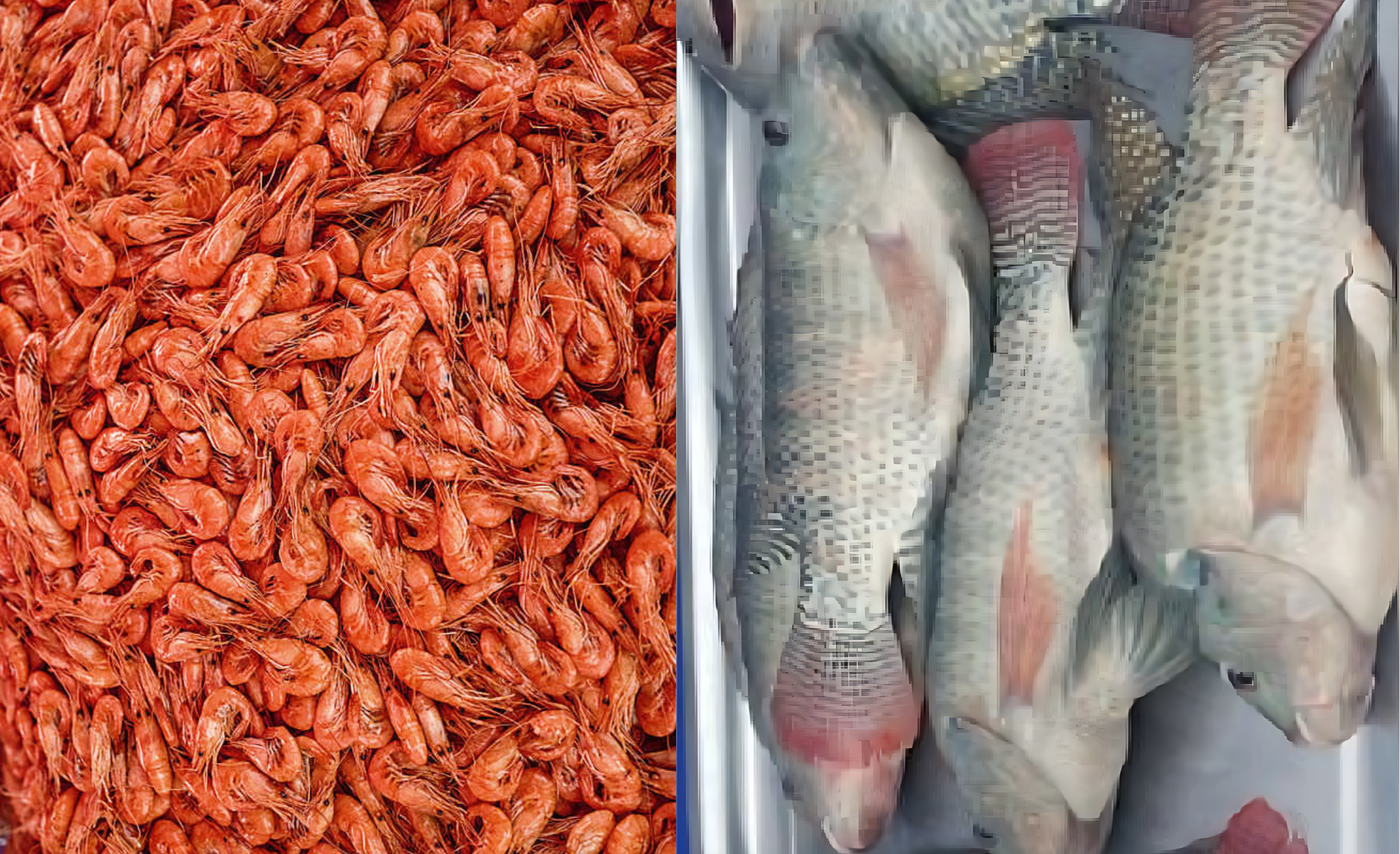 Jueza ordena que bienes utilizados en el contrabando de camarón y tilapia sean transferidos al Estado