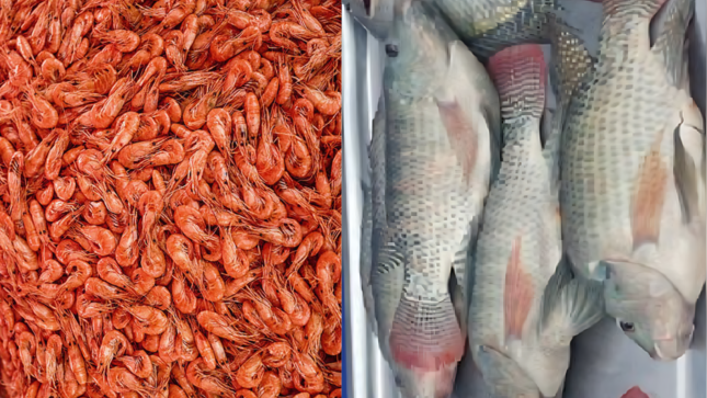 Jueza ordena que bienes utilizados en el contrabando de camarón y tilapia sean transferidos al Estado