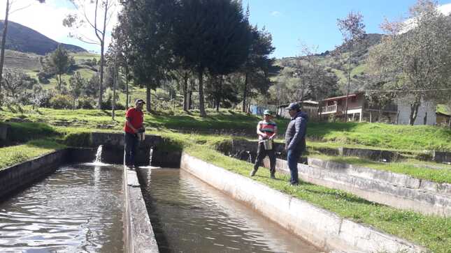 Con repoblamiento de trucha, Gore Piura ayudará a mejorar niveles nutricionales en Ayabaca, Morropón y Huancabamba 
