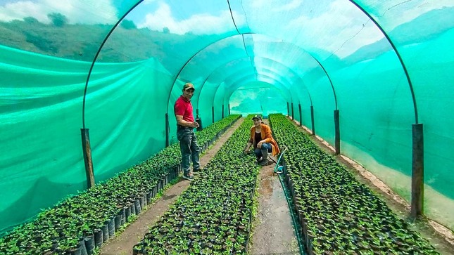 Avanza producción de 180 mil plantones en La Mar y Huanta