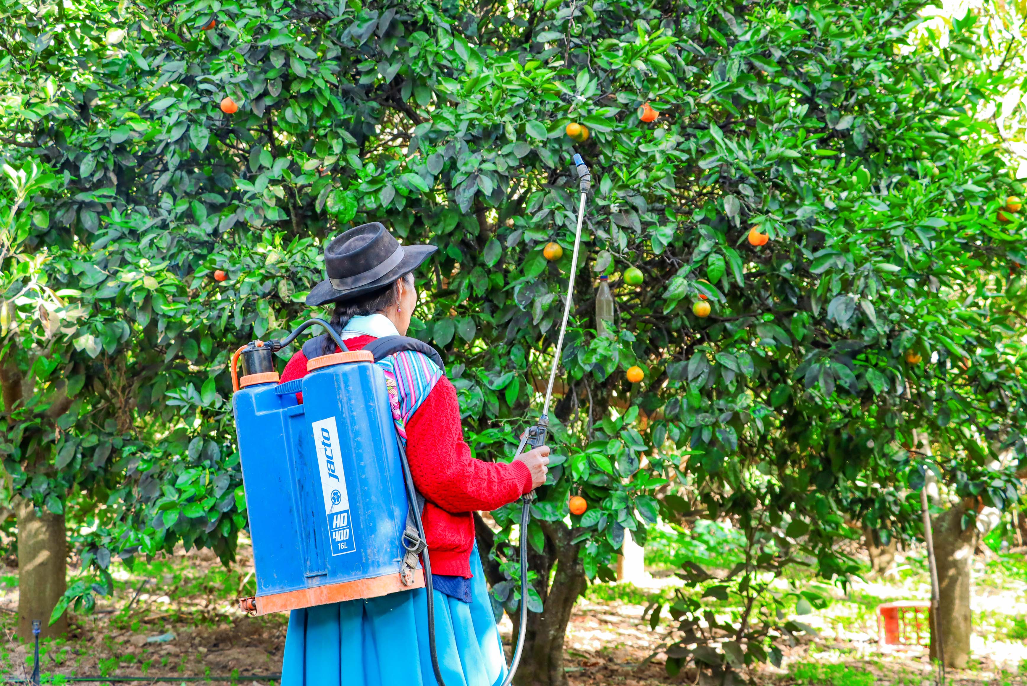 Inició distribución de cebo tóxico biológico en 326 comunidades 