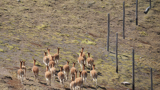 Avanza construcción de cercos permanentes para el manejo sostenible de vicuñas