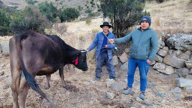 Proyecto Bovino Huanca Sancos realizó más de 1300 inseminaciones artificiales a ganado vacuno