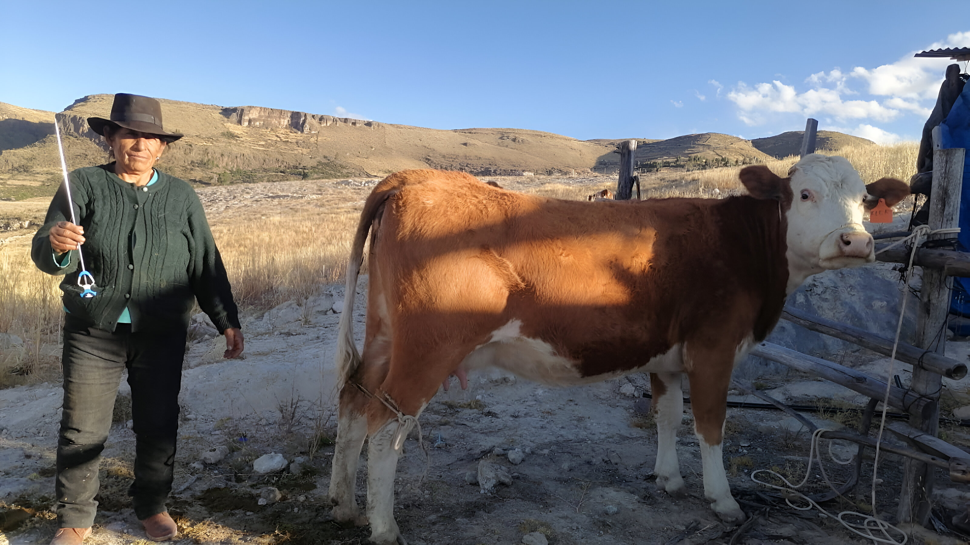 Proyecto Bovino Huanca Sancos realizó más de 1300 inseminaciones artificiales a ganado vacuno