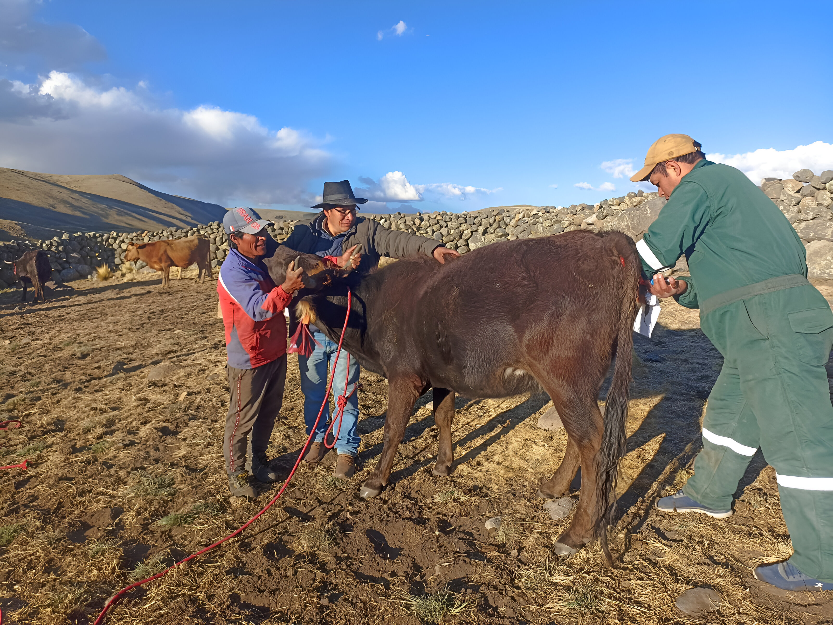 Proyecto Bovino Huanca Sancos realizó más de 1300 inseminaciones artificiales a ganado vacuno