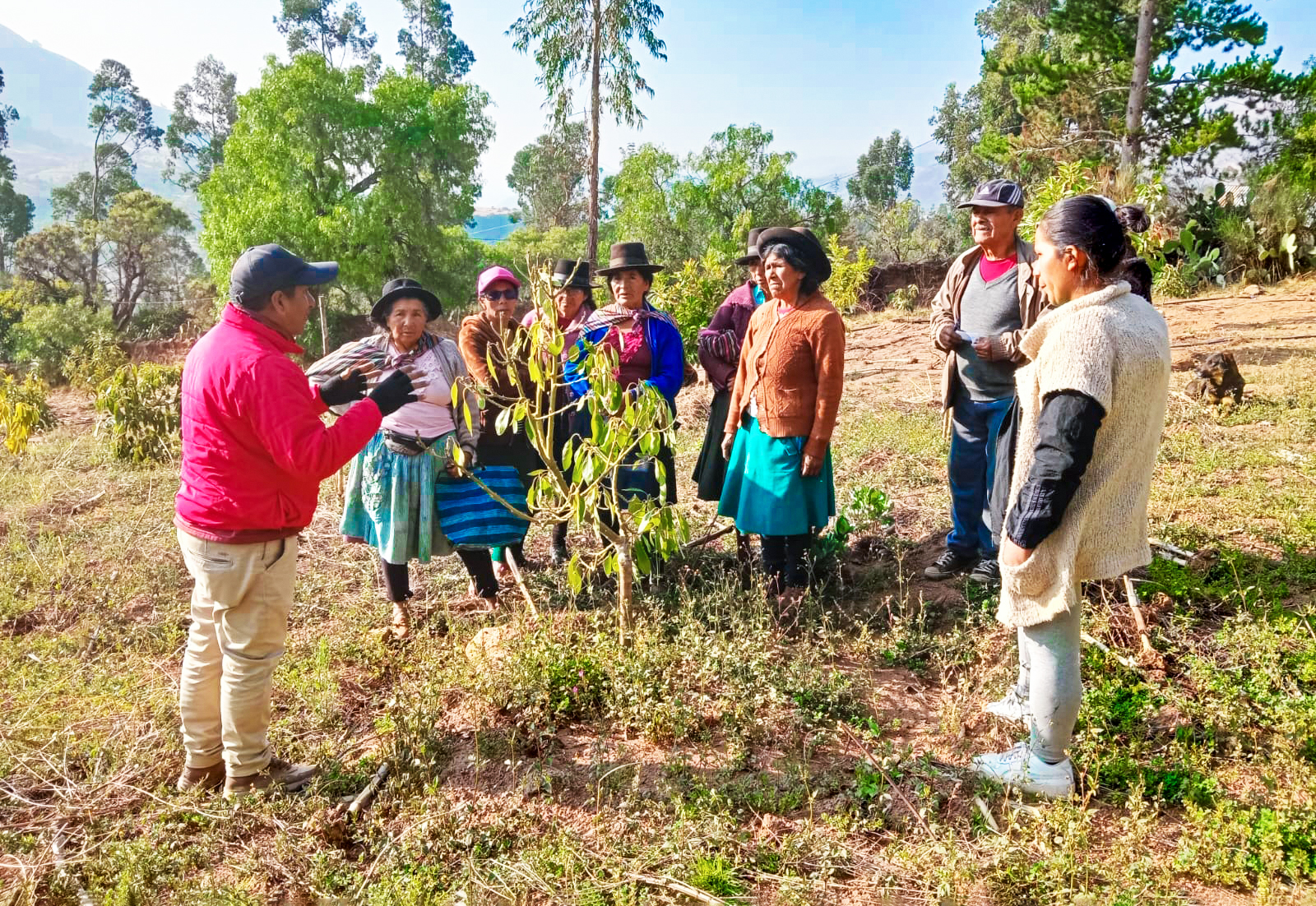 
 El proyecto Agroforestal de la Dirección Regional de Agricultura Ayacucho ha llegado a diversas comunidades de la provincia de Huanta para brindar capacitaciones en el manejo agronómico de plantaciones de tara, eucalipto y palta a decenas de agricultores. 