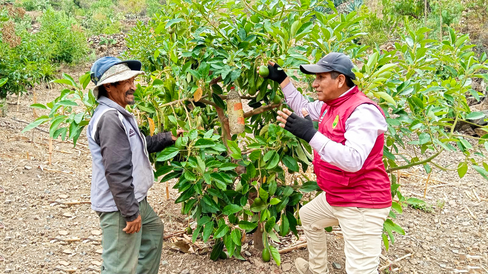 
 El proyecto Agroforestal de la Dirección Regional de Agricultura Ayacucho ha llegado a diversas comunidades de la provincia de Huanta para brindar capacitaciones en el manejo agronómico de plantaciones de tara, eucalipto y palta a decenas de agricultores. 