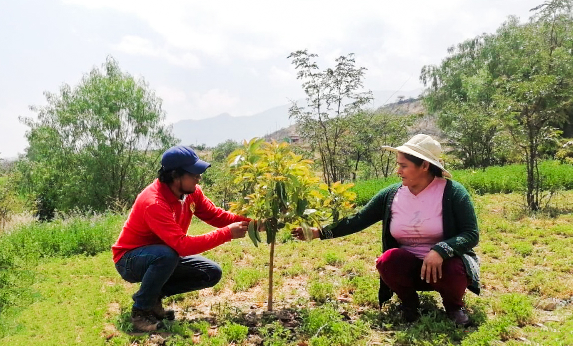 El proyecto Agroforestal de la Dirección Regional de Agricultura Ayacucho ha llegado a diversas comunidades de la provincia de Huanta para brindar capacitaciones en el manejo agronómico de plantaciones de tara, eucalipto y palta a decenas de agricultores. 