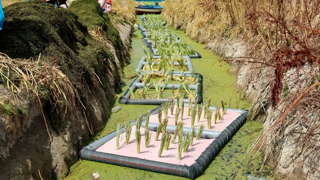 Con éxito se realizó la inauguración y puesta de primeras balsas flotantes con vetiver en la Bahía en Carata