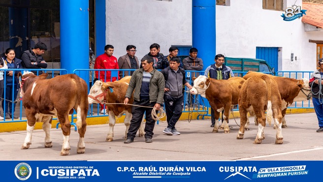 Cusipata Lidera la Transformación Ganadera: 25 nuevos ejemplares de Raza Feckvieh impulsaran el Desarrollo del Distrito